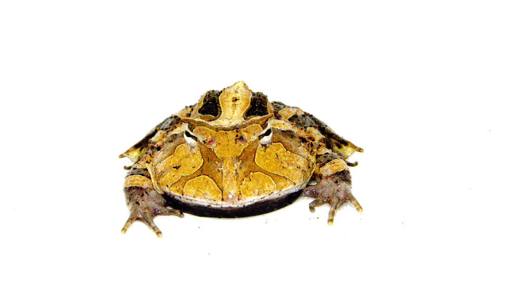 Brazilian Horned Frog Adults